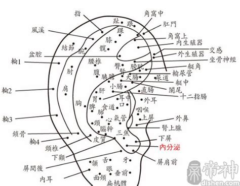 耳痣|耳朵长痣的位置图解男 耳朵长痣的位置图解女